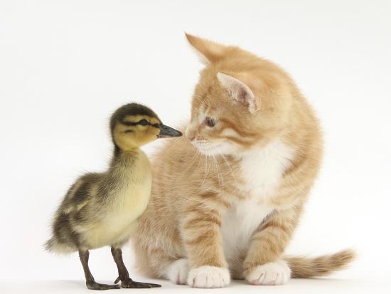 Ginger Kitten and Mallard Duckling, Beak to Nose-Mark Taylor-Framed Photographic Print