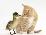 Ginger Kitten and Mallard Duckling, Beak to Nose-Mark Taylor-Framed Photographic Print