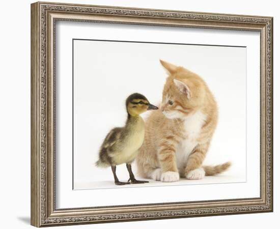 Ginger Kitten and Mallard Duckling, Beak to Nose-Mark Taylor-Framed Photographic Print