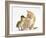 Ginger Kitten and Mallard Duckling, Beak to Nose-Mark Taylor-Framed Photographic Print