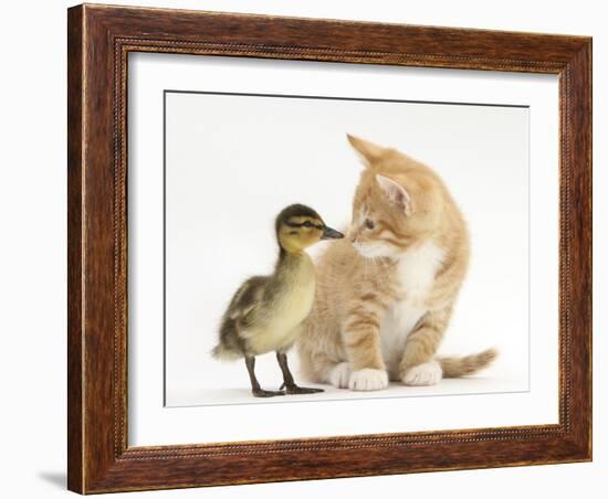 Ginger Kitten and Mallard Duckling, Beak to Nose-Mark Taylor-Framed Photographic Print