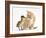 Ginger Kitten and Mallard Duckling, Beak to Nose-Mark Taylor-Framed Photographic Print