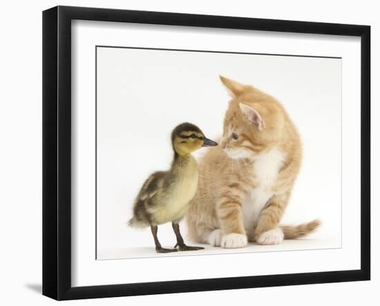 Ginger Kitten and Mallard Duckling, Beak to Nose-Mark Taylor-Framed Photographic Print