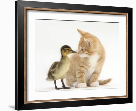 Ginger Kitten and Mallard Duckling, Beak to Nose-Mark Taylor-Framed Photographic Print