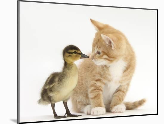 Ginger Kitten and Mallard Duckling, Beak to Nose-Mark Taylor-Mounted Photographic Print
