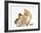 Ginger Kitten and Mallard Duckling, Beak to Nose-Mark Taylor-Framed Photographic Print