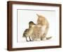 Ginger Kitten and Mallard Duckling, Beak to Nose-Mark Taylor-Framed Photographic Print