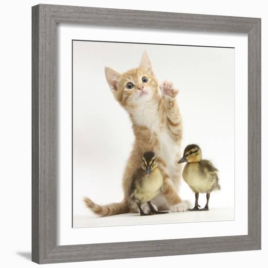 Ginger Kitten and Mallard Ducklings-Mark Taylor-Framed Photographic Print