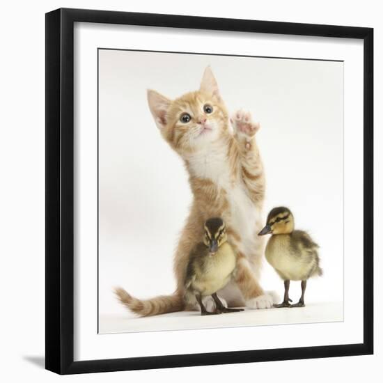 Ginger Kitten and Mallard Ducklings-Mark Taylor-Framed Photographic Print