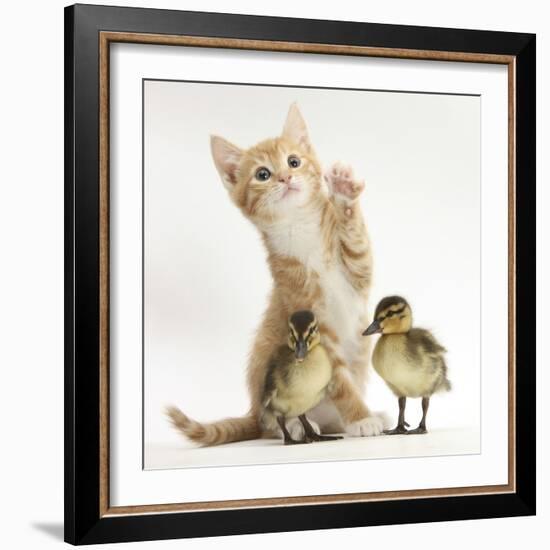 Ginger Kitten and Mallard Ducklings-Mark Taylor-Framed Photographic Print