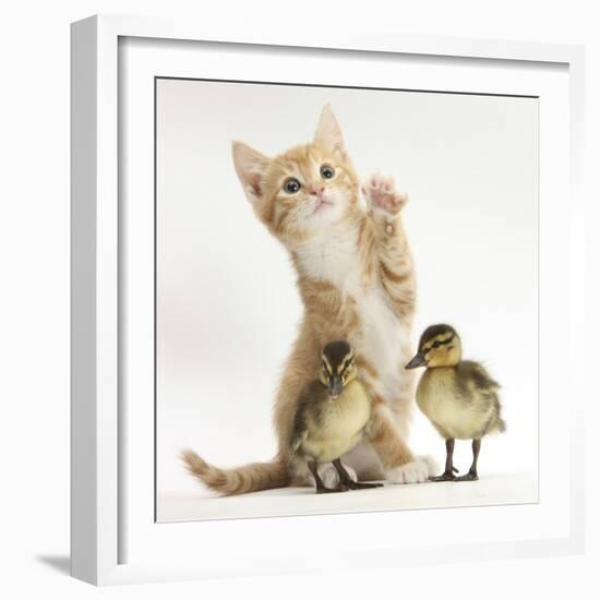 Ginger Kitten and Mallard Ducklings-Mark Taylor-Framed Photographic Print