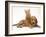 Ginger Kitten Climbing Ontop of Golden Cocker Spaniel Puppy-Jane Burton-Framed Photographic Print