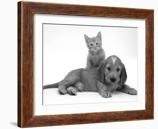 Ginger Kitten Climbing Ontop of Golden Cocker Spaniel Puppy-Jane Burton-Framed Photographic Print