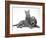 Ginger Kitten Climbing Ontop of Golden Cocker Spaniel Puppy-Jane Burton-Framed Photographic Print