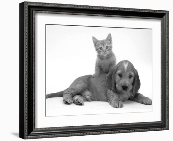 Ginger Kitten Climbing Ontop of Golden Cocker Spaniel Puppy-Jane Burton-Framed Photographic Print