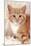 Ginger Kitten, Close-Up on Rug-null-Mounted Photographic Print