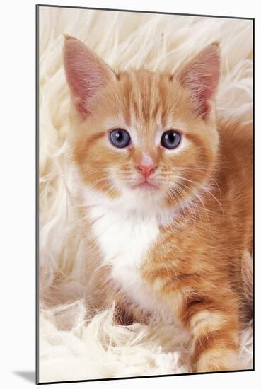 Ginger Kitten, Close-Up on Rug-null-Mounted Photographic Print