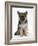 Ginger Kitten Hiding under the Legs of a German Shepherd Dog (Alsatian) Bitch Puppy, Echo-Mark Taylor-Framed Photographic Print