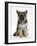 Ginger Kitten Hiding under the Legs of a German Shepherd Dog (Alsatian) Bitch Puppy, Echo-Mark Taylor-Framed Photographic Print