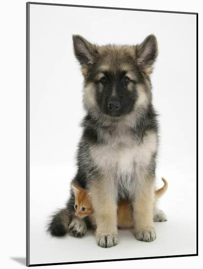 Ginger Kitten Hiding under the Legs of a German Shepherd Dog (Alsatian) Bitch Puppy, Echo-Mark Taylor-Mounted Photographic Print