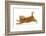 Ginger Kitten Jumping Forwards with Front Paws-Mark Taylor-Framed Photographic Print