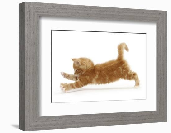 Ginger Kitten Jumping Forwards with Front Paws-Mark Taylor-Framed Photographic Print