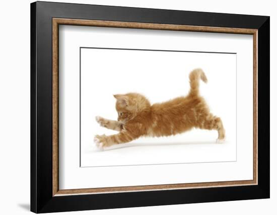 Ginger Kitten Jumping Forwards with Front Paws-Mark Taylor-Framed Photographic Print