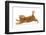 Ginger Kitten Jumping Forwards with Front Paws-Mark Taylor-Framed Photographic Print