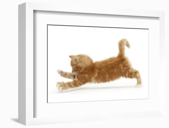 Ginger Kitten Jumping Forwards with Front Paws-Mark Taylor-Framed Photographic Print