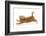 Ginger Kitten Jumping Forwards with Front Paws-Mark Taylor-Framed Photographic Print