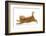 Ginger Kitten Jumping Forwards with Front Paws-Mark Taylor-Framed Photographic Print