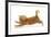 Ginger Kitten Jumping Forwards with Front Paws-Mark Taylor-Framed Photographic Print