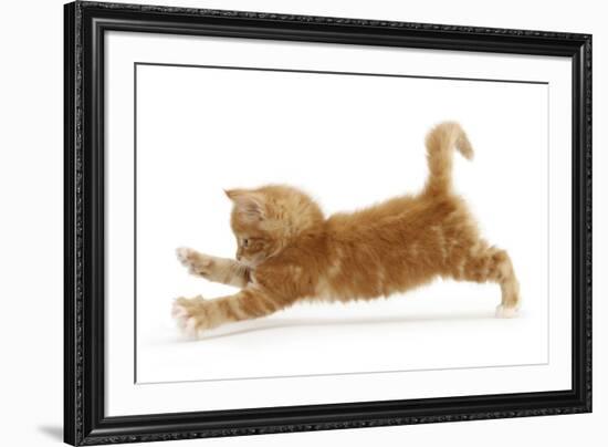 Ginger Kitten Jumping Forwards with Front Paws-Mark Taylor-Framed Photographic Print