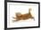 Ginger Kitten Jumping Forwards with Front Paws-Mark Taylor-Framed Photographic Print