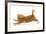 Ginger Kitten Jumping Forwards with Front Paws-Mark Taylor-Framed Photographic Print