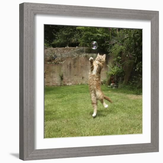 Ginger Kitten Leaping to Catch a Soap Bubble-Mark Taylor-Framed Photographic Print