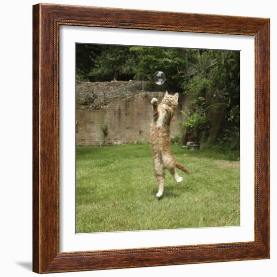 Ginger Kitten Leaping to Catch a Soap Bubble-Mark Taylor-Framed Photographic Print