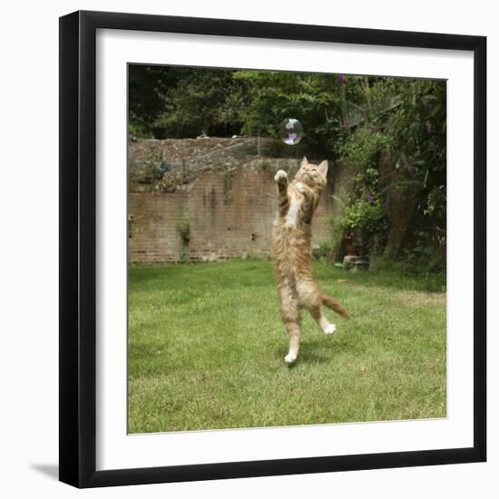 Ginger Kitten Leaping to Catch a Soap Bubble-Mark Taylor-Framed Photographic Print