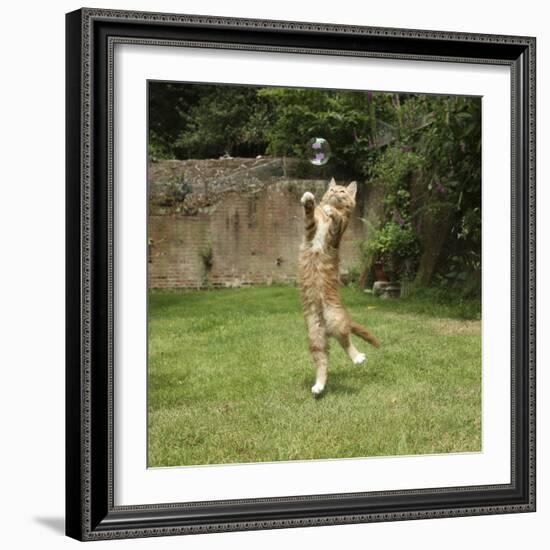 Ginger Kitten Leaping to Catch a Soap Bubble-Mark Taylor-Framed Photographic Print