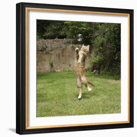 Ginger Kitten Leaping to Catch a Soap Bubble-Mark Taylor-Framed Photographic Print