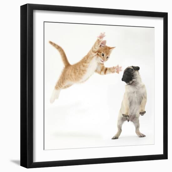 Ginger Kitten Leaping Towards a Pug Puppy-Mark Taylor-Framed Photographic Print