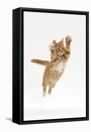 Ginger Kitten Leaping with Legs and Claws Outstretched-Mark Taylor-Framed Premier Image Canvas