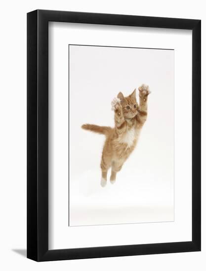 Ginger Kitten Leaping with Legs and Claws Outstretched-Mark Taylor-Framed Photographic Print