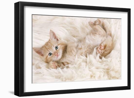 Ginger Kitten, Lying on Back on Rug-null-Framed Photographic Print