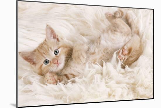 Ginger Kitten, Lying on Back on Rug-null-Mounted Photographic Print