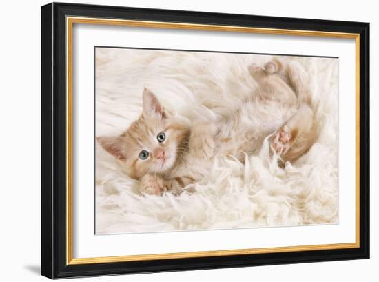 Ginger Kitten, Lying on Back on Rug-null-Framed Photographic Print