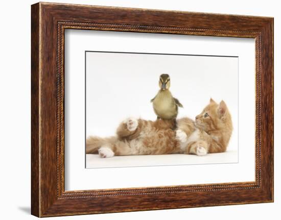 Ginger Kitten Lying on its Back with a Mallard Duckling Walking over It-Mark Taylor-Framed Photographic Print