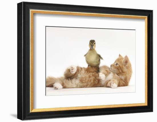 Ginger Kitten Lying on its Back with a Mallard Duckling Walking over It-Mark Taylor-Framed Photographic Print