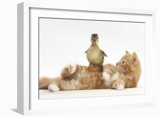 Ginger Kitten Lying on its Back with a Mallard Duckling Walking over It-Mark Taylor-Framed Photographic Print