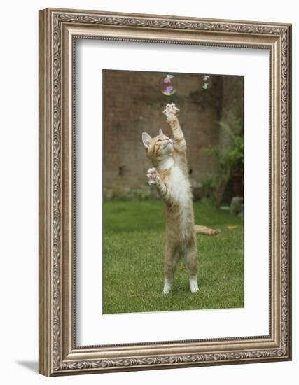 Ginger Kitten Swiping at a Soap Bubble-Mark Taylor-Framed Photographic Print